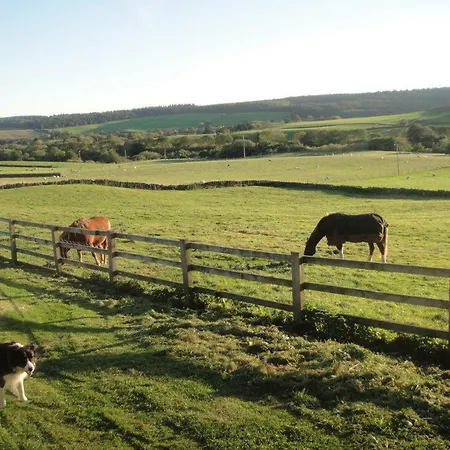 Meadow View *